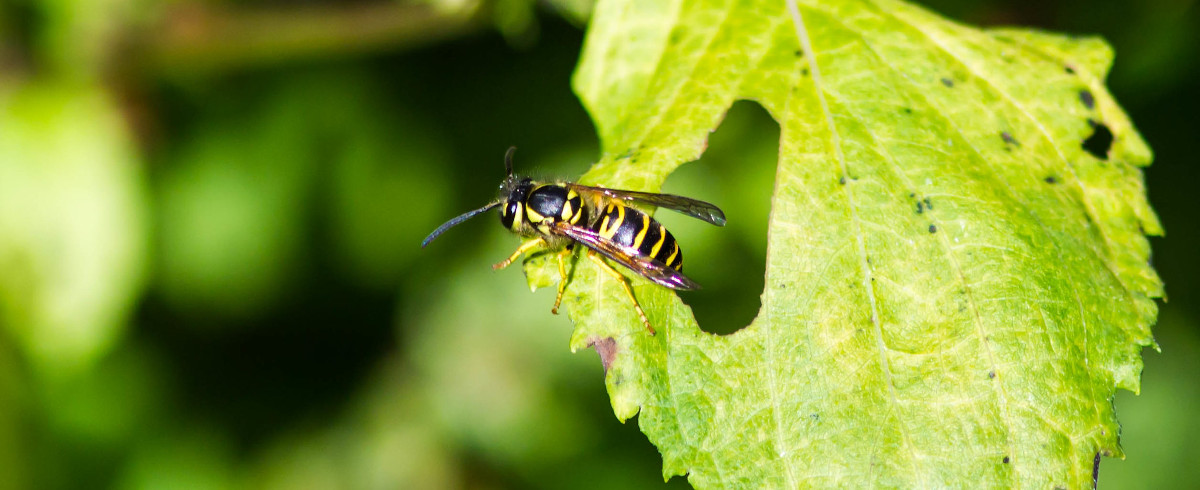 Eastern Yellowjacket