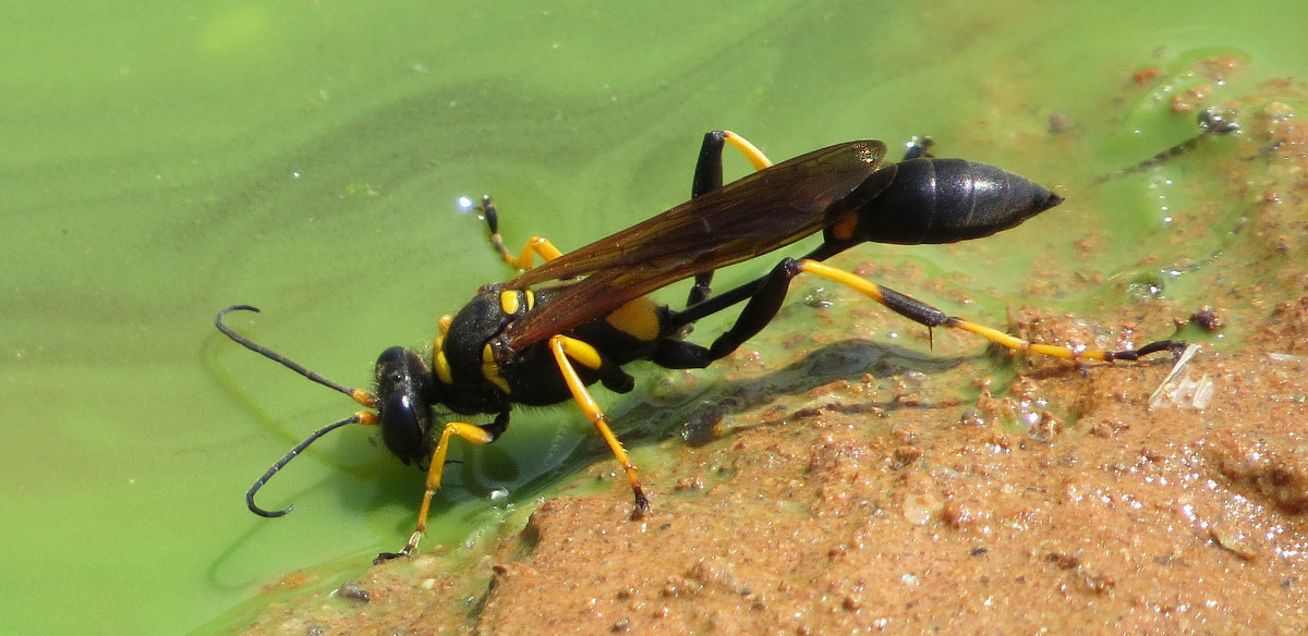 Mud Dauber Drinking