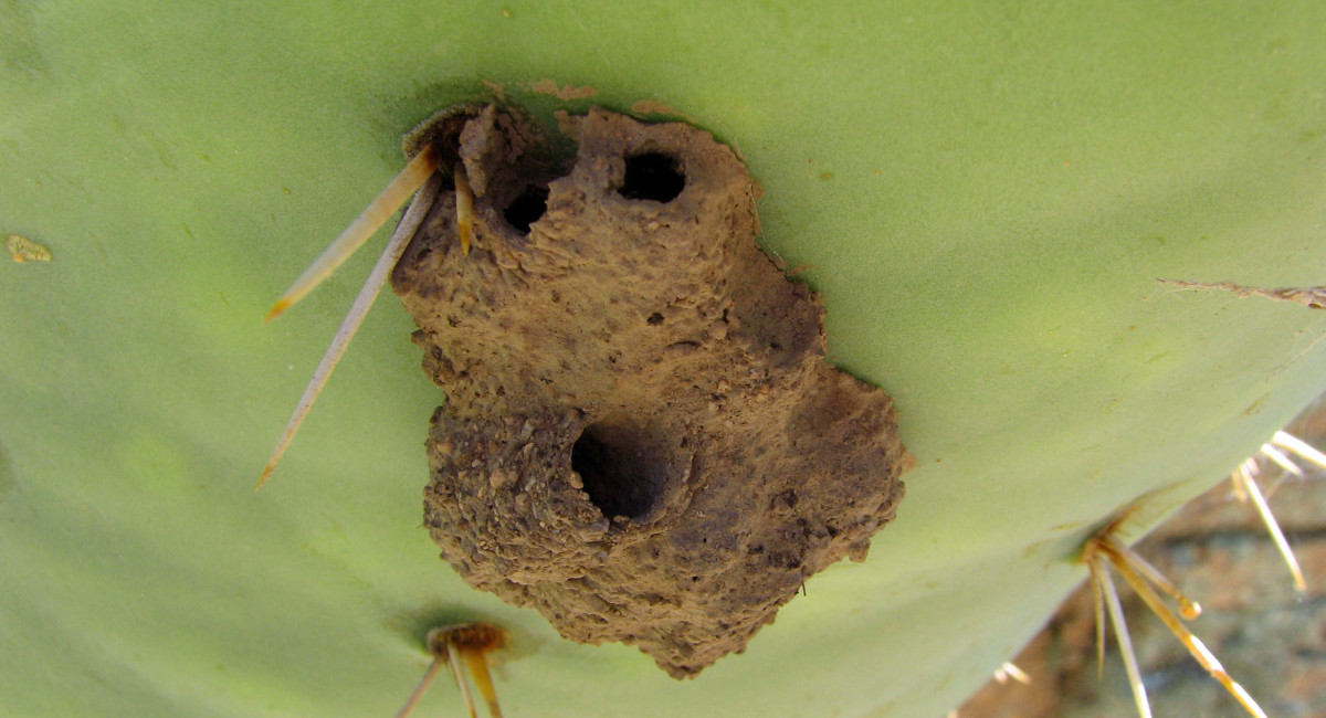 Mud Dauber Nest