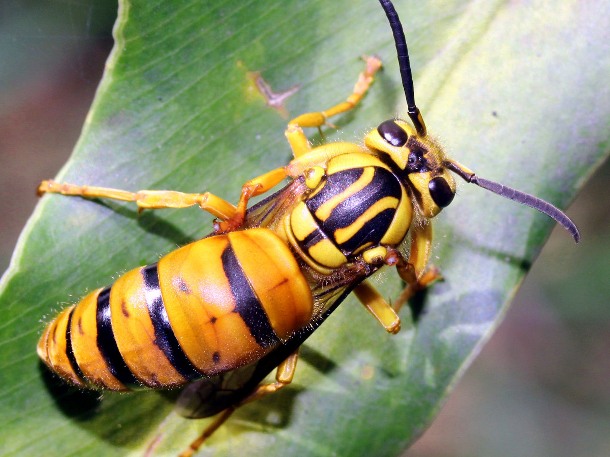 Southern Yellowjacket Queen